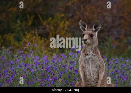 Eastern grey Kangaroo in purple field Stock Photo