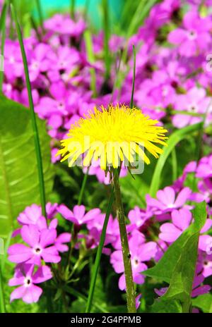 The yellow dandelion flower grows in a flower bed with a scattering of blooming violets. Garden plants. Stock Photo