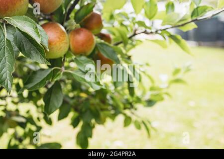 Ripe Red and Green Organic apples, ready to be picked from homegrown permaculture Orchid Garden Stock Photo