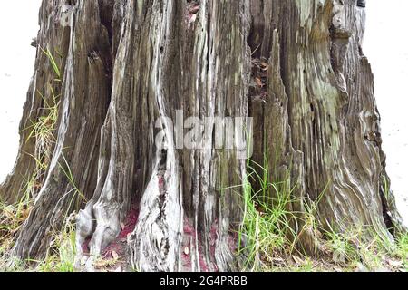 Weathered stump of large tree with no bark and deep cracks. Stock Photo