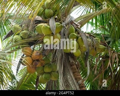 Palm Tree full of Green and Yellow Coconuts in Palomino, Colombia Stock Photo