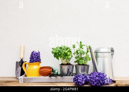 Gardening hobby concept, Hyacinth flowers, green mint, basil herbs in metal pot, small garden pitchfork or rake and shovel, gloves, yellow ceramic pot Stock Photo