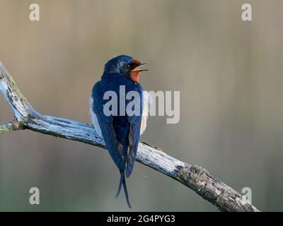 Barn swallow in its habitat in Denmark Stock Photo