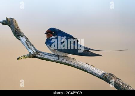 Barn swallow in its habitat in Denmark Stock Photo