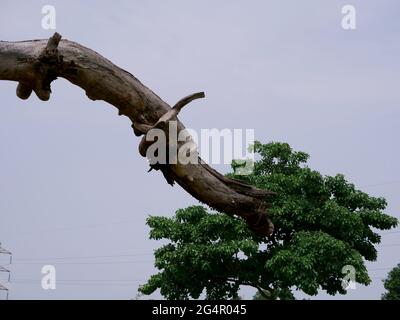 Dry wood tree structure picture aligned with other leaves on the frame. Stock Photo