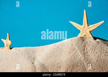 Starfishes stand in the sand on a blue background Stock Photo