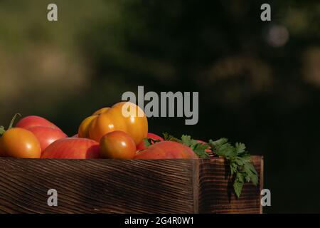 tomato harvest time. tomatoes of different varieties in wooden box on natural background Stock Photo