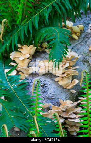 Mushrooms seen growing on fallen tree on Whidbey Island, Washington, USA Stock Photo