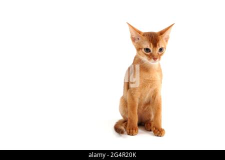 Abyssinian ginger cat sits on a white background Stock Photo