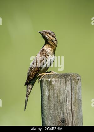 Eurasian Wryneck (Jynx torquilla), the ant hunter, perching and turning around on a roundpole with a green defocused background Stock Photo