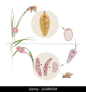 Common liver or sheep liver fluke (Fasciola hepatica) life cycle Stock Photo