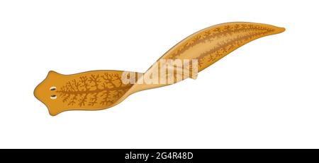 A planarian is one of many flatworms of the traditional class Turbellaria Stock Photo