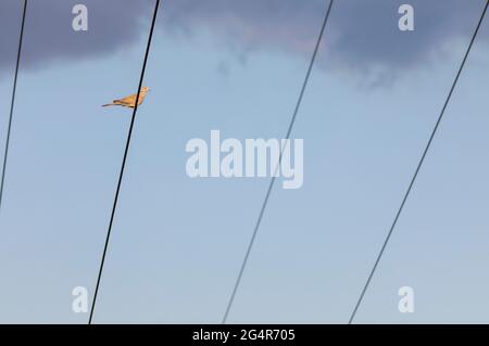 Eurasian collared dove (Streptopelia decaocto) perched on a electric power transmission line Stock Photo