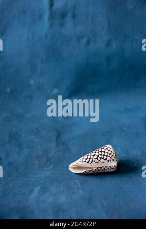 Black Cone on a blue background. Conus Marmoreus. Shell With White Triangle. Stock Photo