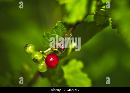 One ripe and three unripe red currants growing on a bush Stock Photo