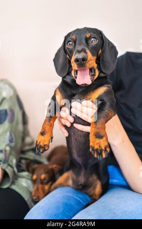 Fun portrait of a miniature dachshund  being held on a lap. He is looking at the camera with his tongue out. A smaller puppy dachshund is asleep next Stock Photo