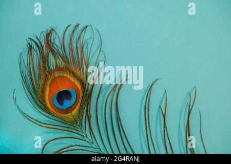 Tropical bright colorful background with exotic peacock feather. The concept of summer mood. Text space, flat position, vertical position. Stock Photo