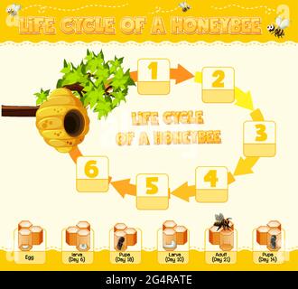 Diagram showing life cycle of Honey Bee illustration Stock Vector