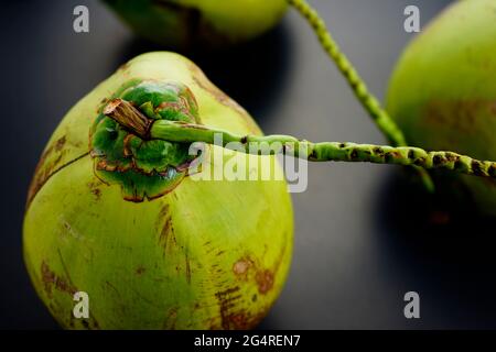 Group, pile of fresh green raw coconuts from plantation flat lay on black texture abstract background. Food, still life concept with dark photography. Stock Photo