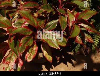 Overhead view of a colorful leafy ornamental plant in home garden Stock Photo