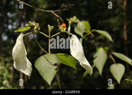 Beautiful view of a Mussaenda branch with white and green leaves and an orange color flower Stock Photo