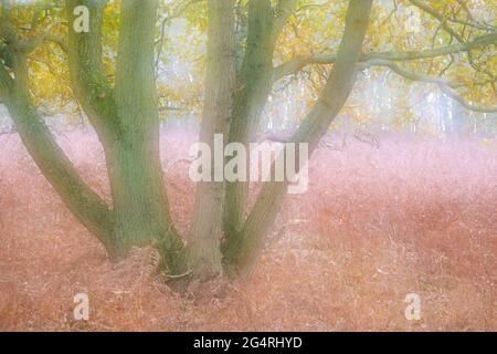 Autumn forest with colorful leaves and fern, double exposure, Amsterdamse waterleidingduinen, the Netherlands Stock Photo