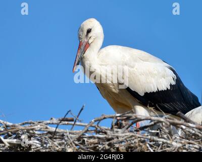 Closeup of white stork (Ciconia ciconia) standing in its nest on blue sky background Stock Photo