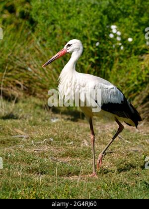 Closeup white stork (Ciconia ciconia) standing on one leg among vegetation Stock Photo