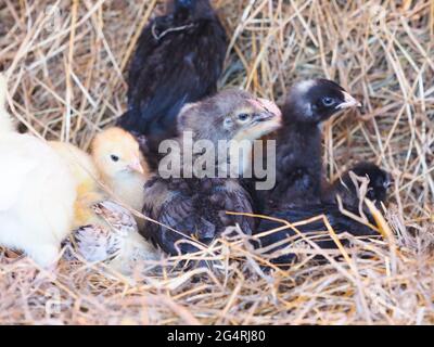 A group of young mixed chicks on a bed of hay. Stock Photo