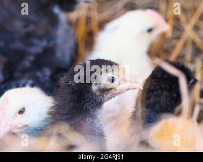 A group of young mixed chicks on a bed of hay. Stock Photo