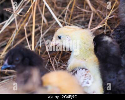 A group of young mixed chicks on a bed of hay. Stock Photo