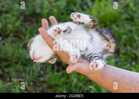 Little kitten held in hands upside-down Stock Photo