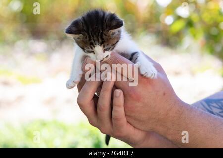 Little kitten held in hands looking down Stock Photo