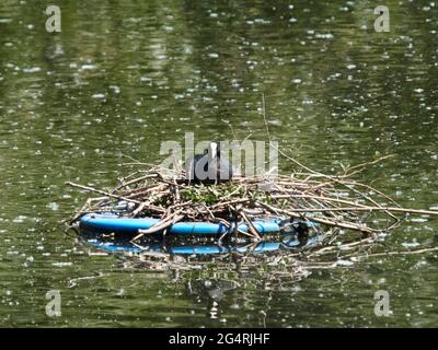 A coot sits on its nest (a jumble of twigs and leaves) in the midst of seed-strewn water. The bird glares challengingly to camera -  this is its space Stock Photo