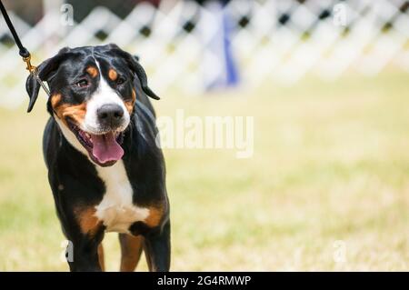 Greater Swiss Mountain Dog in a dog show ring Stock Photo