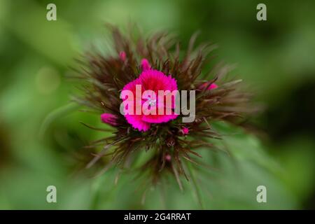 Flower of turkish carnation. Selective focus with shallow depth of field. Stock Photo