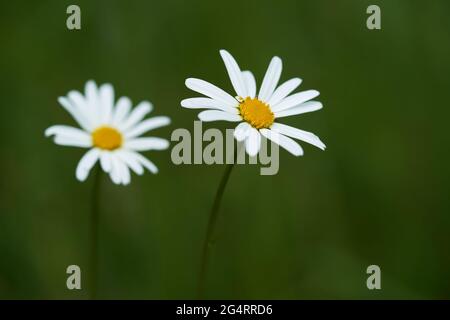 Wild blooming flower Leucanthemum vulgare in meadow. Known as oxeye daisy, dog daisy or marguerite. White flower on green background, selective focus. Stock Photo