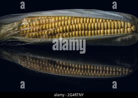 A corn with corn tassels on a black glass table, close up, still life photography, isolated Stock Photo