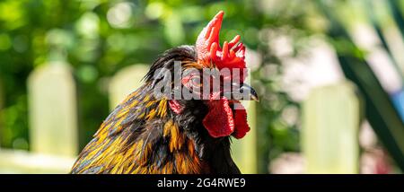 Chicken Cockerel Hens Low level Macro View of Birds showing Gold Black Red Yellow feathers Stock Photo