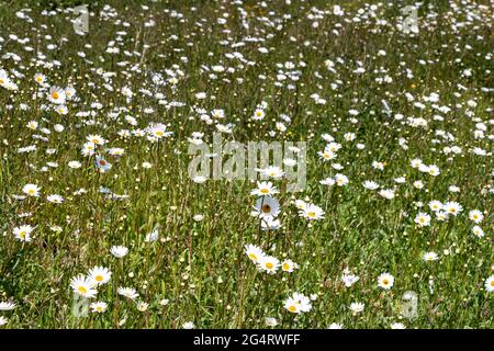 A FIELD OF OX - EYE DAISIES IN EARLY SUMMER Leucanthemum vulgare Stock Photo