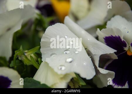 Close-up of water droplets on pansy leaves. selective Focus droplets. Stock Photo