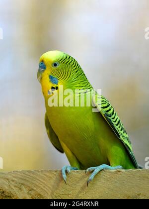 Green and yellow budgerigar (Melopsittacus undulatus) perched Stock Photo