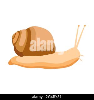 Grape snail isolated on white background. Vector garden snail in flat style. Stock Vector