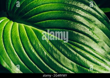 Green plant Hosta leaf background, macro photo. Stock Photo