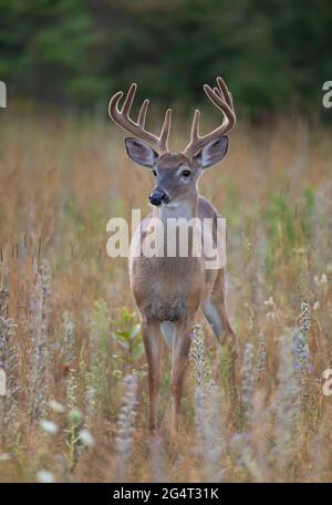 White-tailed deer buck closeup in the early morning light with velvet antlers in summer in Canada Stock Photo