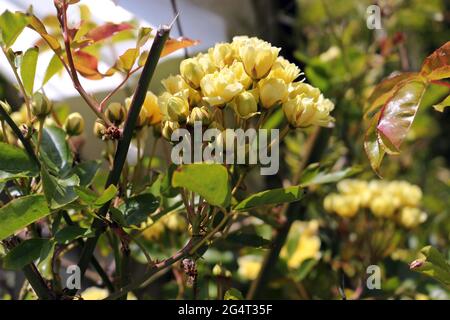 small yellow roses on a rose bush Stock Photo