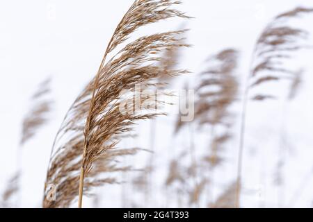 Pampas grass branches on the background of winter nature. Stock Photo