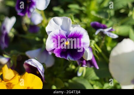 pansies or viola flower, of various colors. In our garden, we grow it for pots. Stock Photo