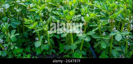 Close up of flowering broad beans (Vicia faba) Stock Photo