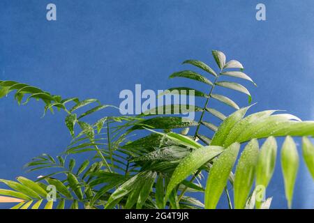 home potted palm tree branches against blue background, space for text Stock Photo